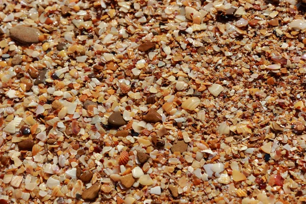 Seashell background — Stock Photo, Image
