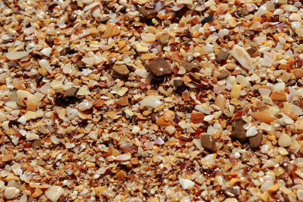 Seashell background — Stock Photo, Image