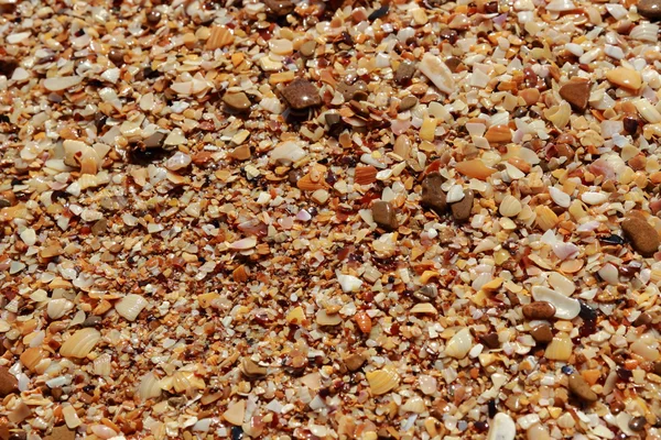 deniz kabuğu arka plan