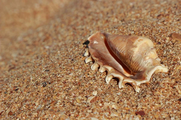 Seashell on the beach on summer vacation — ストック写真