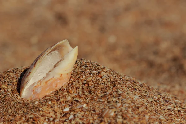 Sand background — Stock Photo, Image