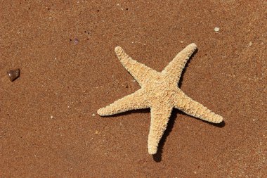 Karadeniz, Doğu Kırım 'ın arka planında denizyıldızı