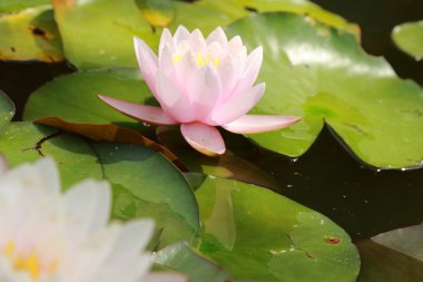 yellow and pink lilly
