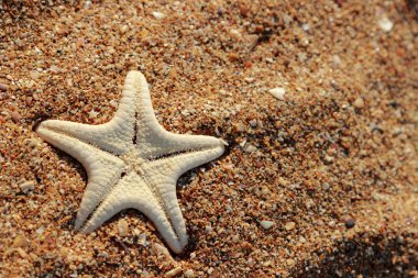 Kerch, Doğu Kırım 'da Karadeniz kıyısındaki kumlu bir plajda deniz yıldızı.