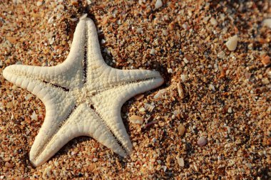 Kerch, Doğu Kırım 'da Karadeniz kıyısındaki kumlu bir plajda deniz yıldızı.