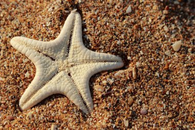 Kerch, Doğu Kırım 'da Karadeniz kıyısındaki kumlu bir plajda deniz yıldızı.