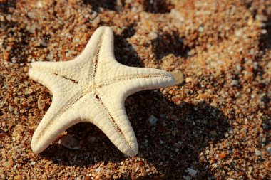 Kerch, Doğu Kırım 'da Karadeniz kıyısındaki kumlu bir plajda deniz yıldızı.
