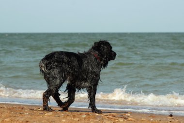 Karadeniz Sahil bekleyen üzerinde Terrier köpek doğurmak