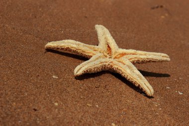 Karadeniz, Doğu Kırım 'ın arka planında denizyıldızı
