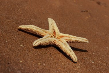 Karadeniz, Doğu Kırım 'ın arka planında denizyıldızı