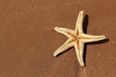 Karadeniz, Doğu Kırım 'ın arka planında denizyıldızı