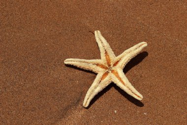 Karadeniz, Doğu Kırım 'ın arka planında denizyıldızı
