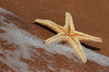 Karadeniz, Doğu Kırım 'ın arka planında denizyıldızı