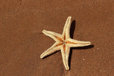 Karadeniz, Doğu Kırım 'ın arka planında denizyıldızı