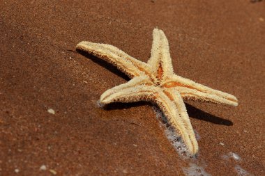 Karadeniz, Doğu Kırım 'ın arka planında denizyıldızı