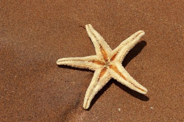 Karadeniz, Doğu Kırım 'ın arka planında denizyıldızı