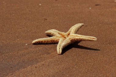 Karadeniz, Doğu Kırım 'ın arka planında denizyıldızı