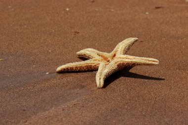 Karadeniz, Doğu Kırım 'ın arka planında denizyıldızı