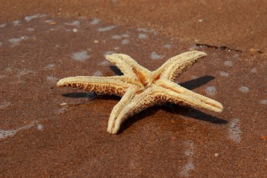 Karadeniz, Doğu Kırım 'ın arka planında denizyıldızı