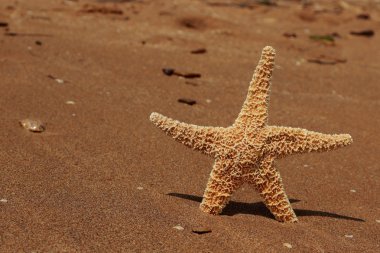 Karadeniz, Doğu Kırım 'ın arka planında denizyıldızı