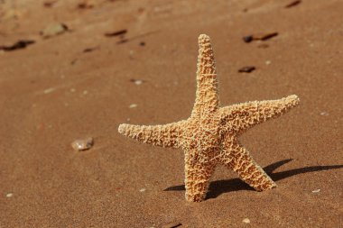 Karadeniz, Doğu Kırım 'ın arka planında denizyıldızı