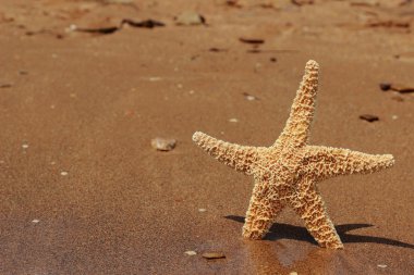 Deniz yıldızı kum arka plan üzerinde