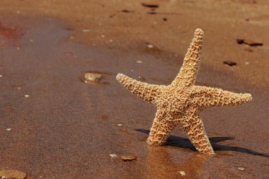 Karadeniz, Doğu Kırım 'ın arka planında denizyıldızı