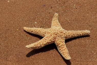 Karadeniz, Doğu Kırım 'ın arka planında denizyıldızı