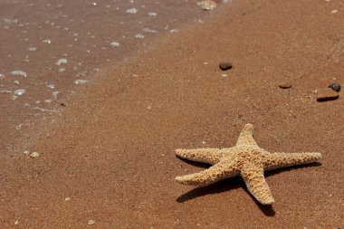 Karadeniz, Doğu Kırım 'ın arka planında denizyıldızı