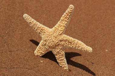 Karadeniz, Doğu Kırım 'ın arka planında denizyıldızı