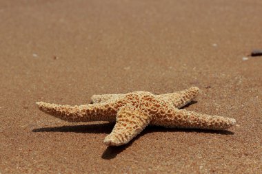Karadeniz, Doğu Kırım 'ın arka planında denizyıldızı