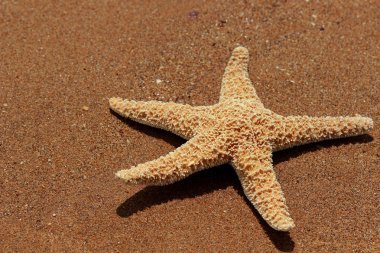 Karadeniz, Doğu Kırım 'ın arka planında denizyıldızı