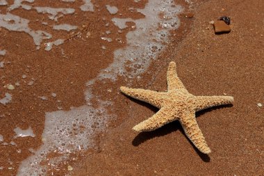 Karadeniz, Doğu Kırım 'ın arka planında denizyıldızı