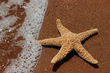 Karadeniz, Doğu Kırım 'ın arka planında denizyıldızı