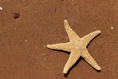 Karadeniz, Doğu Kırım 'ın arka planında denizyıldızı