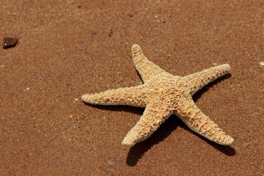 Karadeniz, Doğu Kırım 'ın arka planında denizyıldızı