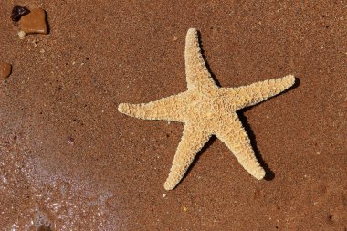 Karadeniz, Doğu Kırım 'ın arka planında denizyıldızı