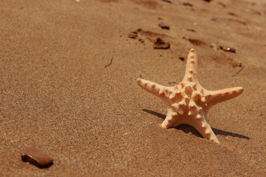 Karadeniz, Doğu Kırım üzerinde kumlu arka planda deniz yıldızının yakın plan görüntüsü