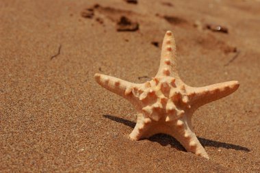 Karadeniz, Doğu Kırım üzerinde kumlu arka planda deniz yıldızının yakın plan görüntüsü