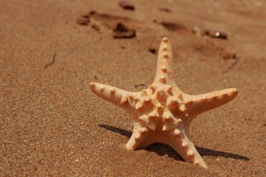 Karadeniz, Doğu Kırım üzerinde kumlu arka planda deniz yıldızının yakın plan görüntüsü