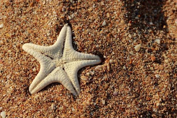 位于克里米亚东部喀尔奇的一个沙滩上的海星 — 图库照片