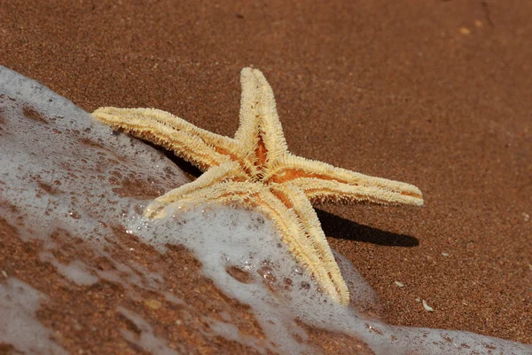 Sea sand background — Stock Photo, Image