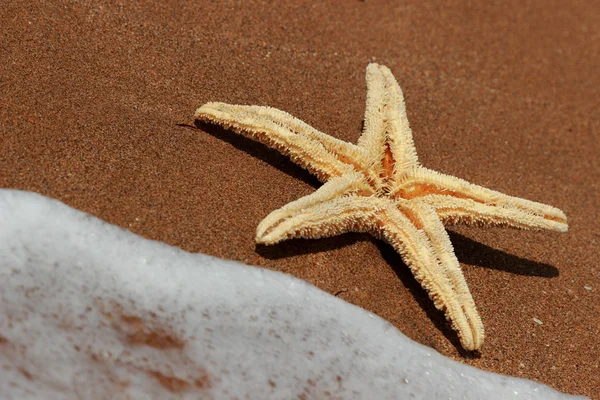 Rozgwiazdy Tle Plazy Nad Morzem Czarnym Wschodni Krym — Zdjęcie stockowe