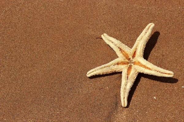 Sea sand background — Stock Photo, Image