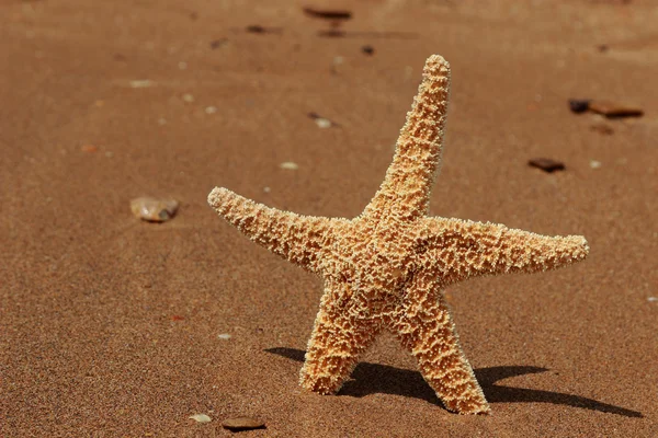 Starfish Fundalul Plajei Deasupra Mării Negre Crimeea Est — Fotografie, imagine de stoc
