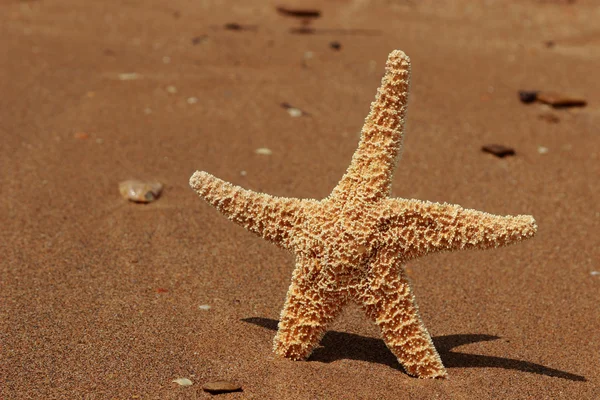 Starfish Beach Background Black Sea East Crimea — Stock Photo, Image