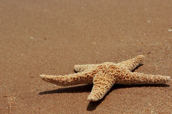 Estrella Mar Fondo Playa Sobre Mar Negro Crimea Oriental — Foto de Stock