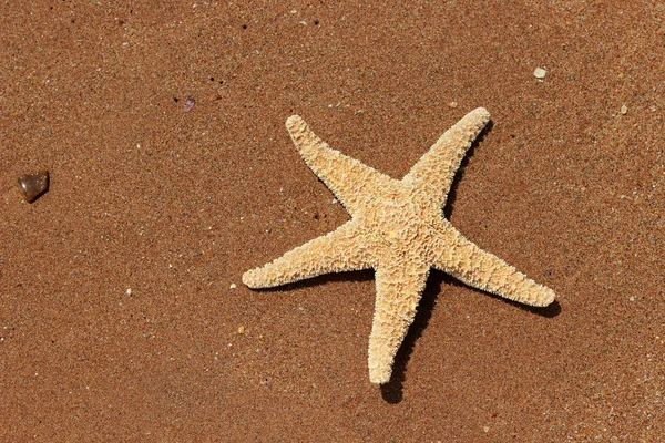 Stella Marina Sullo Sfondo Della Spiaggia Sul Mar Nero Crimea — Foto Stock