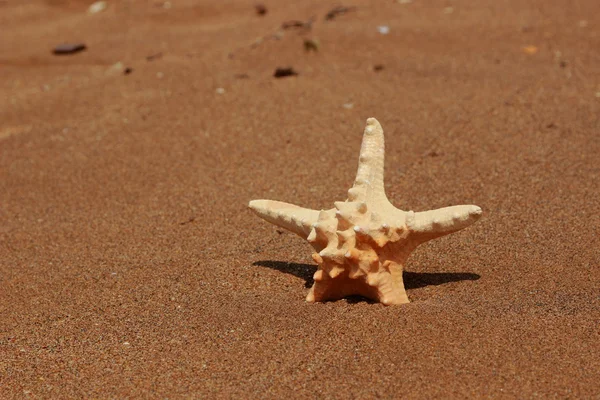 Starfish Shore Sandy Beach Kerch Crimea — Stock Photo, Image