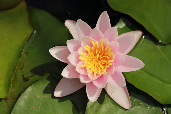 Immagine Esterna Sfondo Floreale Giallo Rosa Lilly Sopra Bellissimo Stagno — Foto Stock